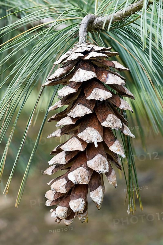 Vanderwolfs Pyramid limber pine