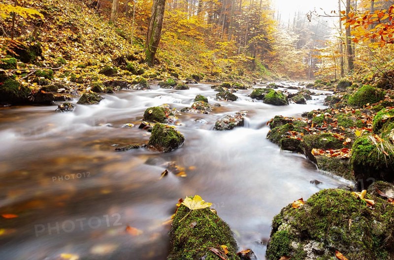 Zellerache flows through autumn forest in morning mist