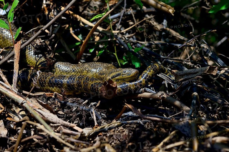 Yellow anaconda