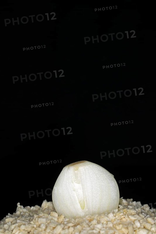 Halved fresh onion lying on freeze-dried onion flakes