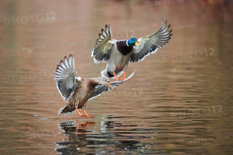 Wild duck