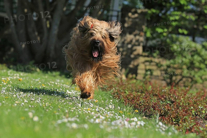 Briard running