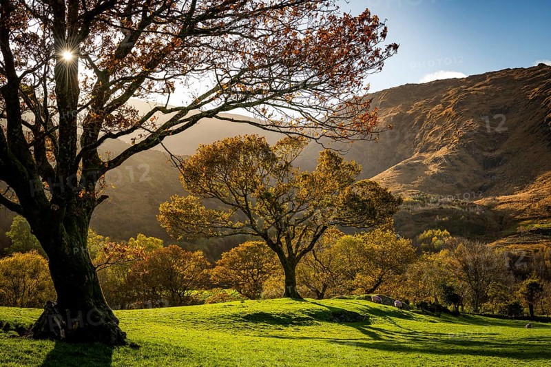 Old trees in autumnal landscape