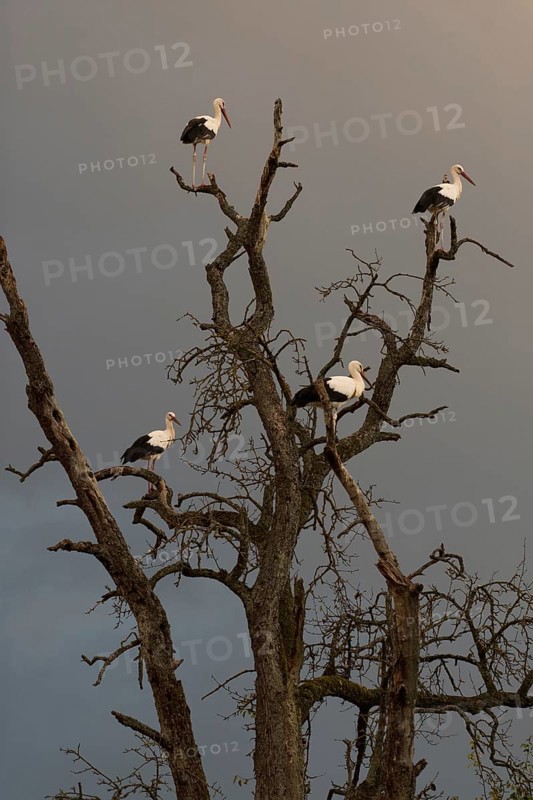 White stork
