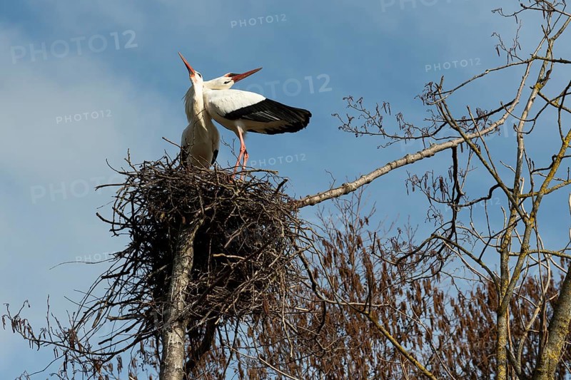 White stork