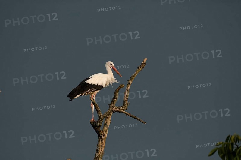 White stork
