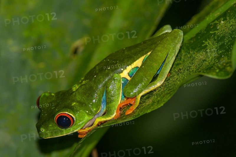 Red-eyed tree frog