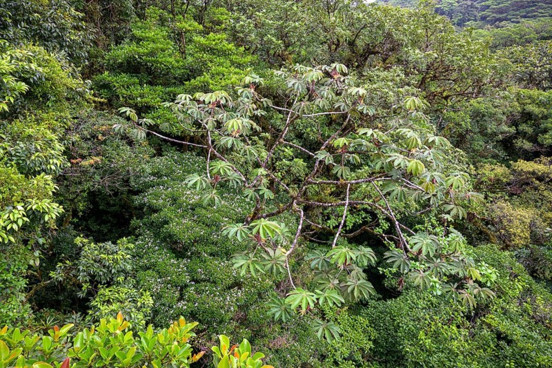 Rainforest in Selvatura Park seen from a suspension bridge