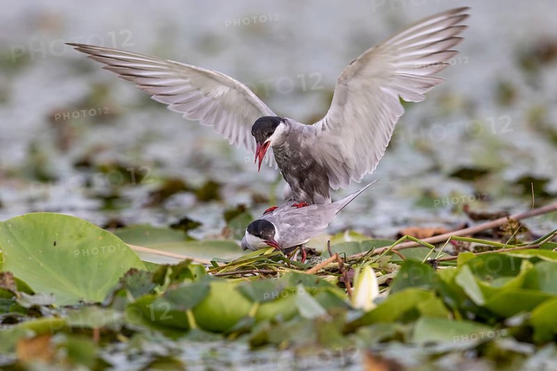 Two White-bearded Terns