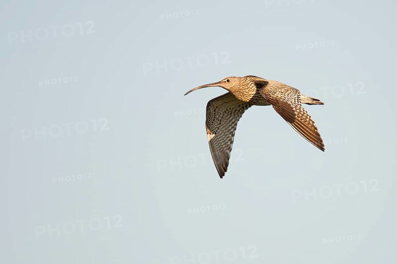 Curlew