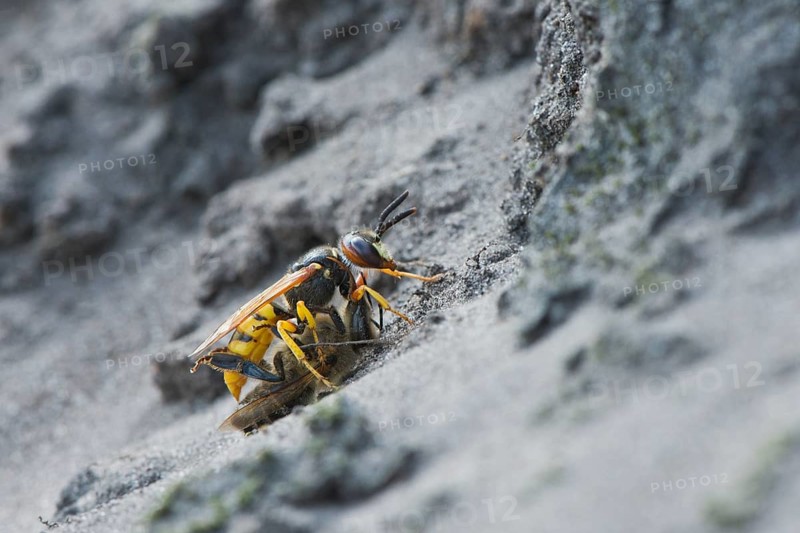 European beewolf