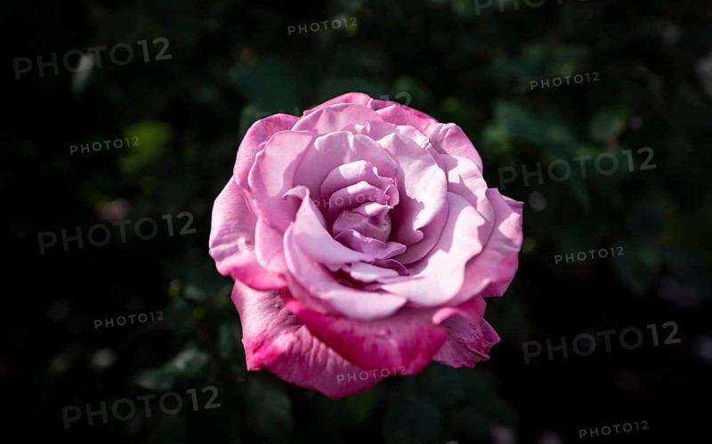 Shrub rose