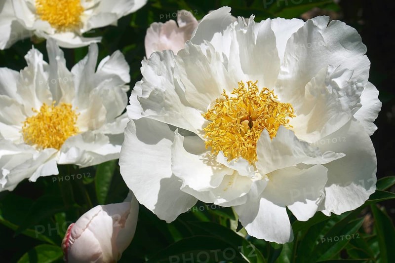 Chinese hybrid peony