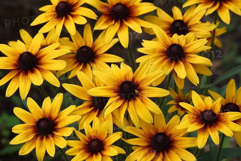 Black-eyed Susan