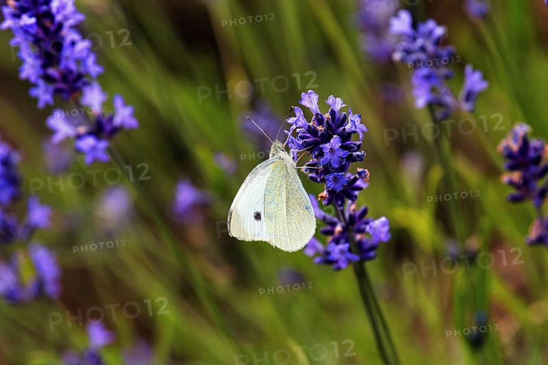 Cabbage butterfly