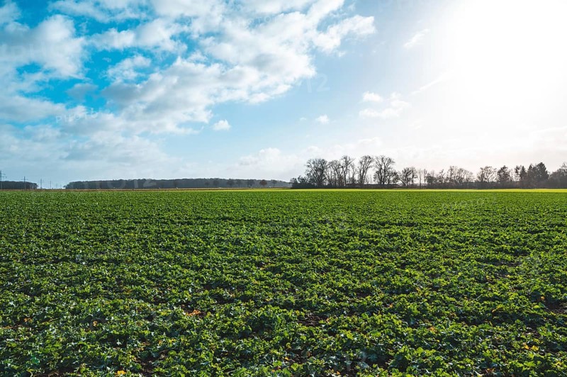 Field with winter rape