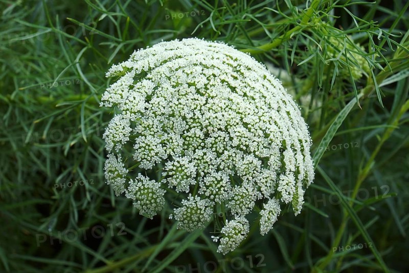 Wild carrot