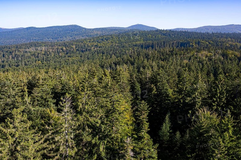 View from the tree top walk