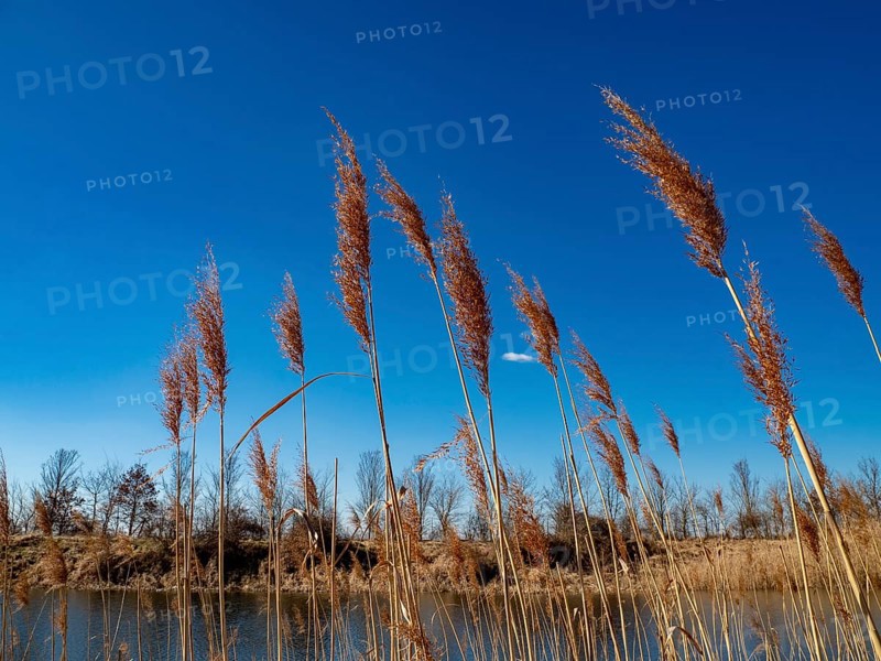 Common reed