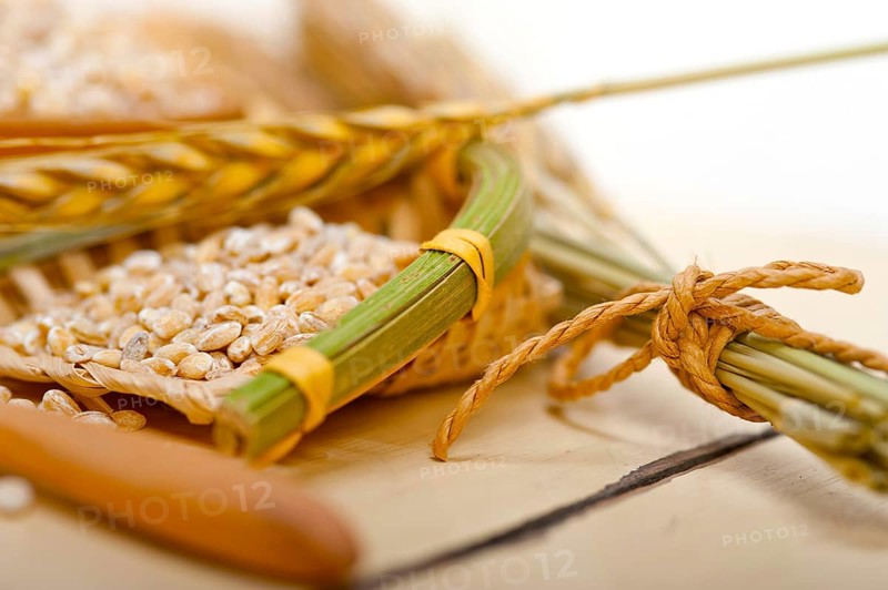Organic barley grains over rustic wood table macro closeup