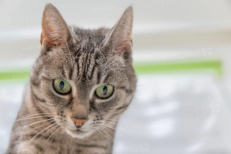 Portrait of a European shorthaired felidae