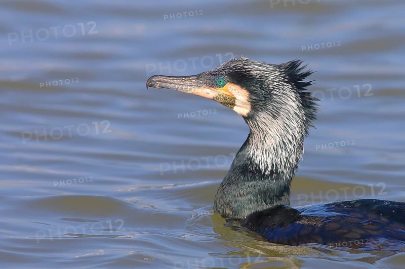 Great cormorant