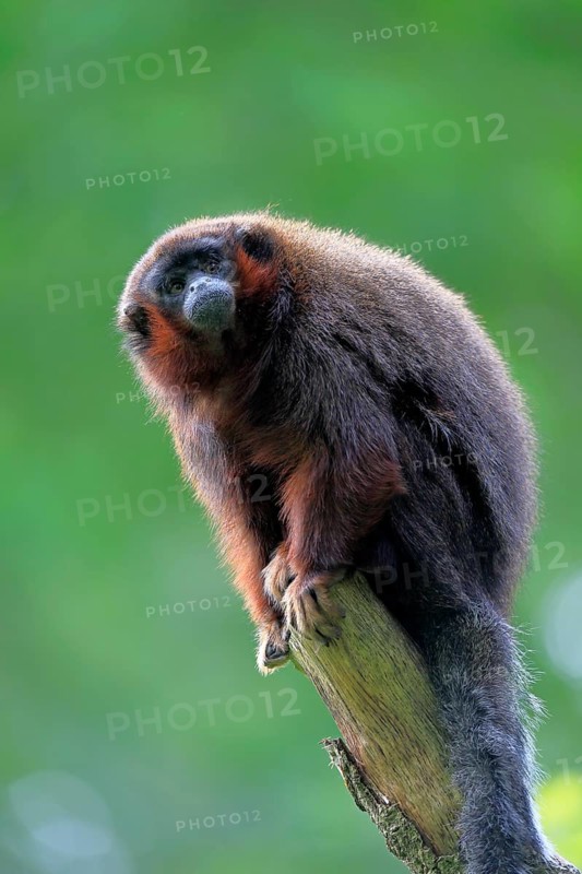 Red-bellied titi