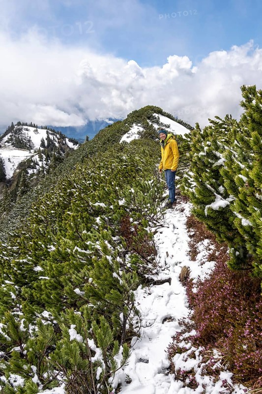 Hiker on trail through mountain pines
