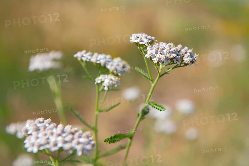 Common yarrow