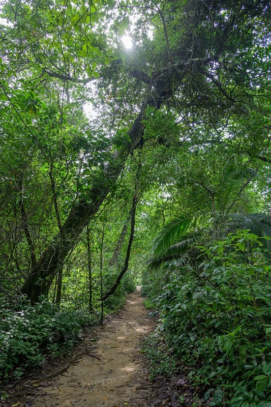 Path through the rainforest