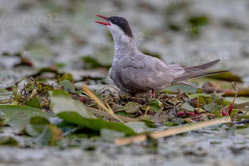 White-bearded Tern