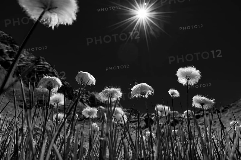 Cottongrass