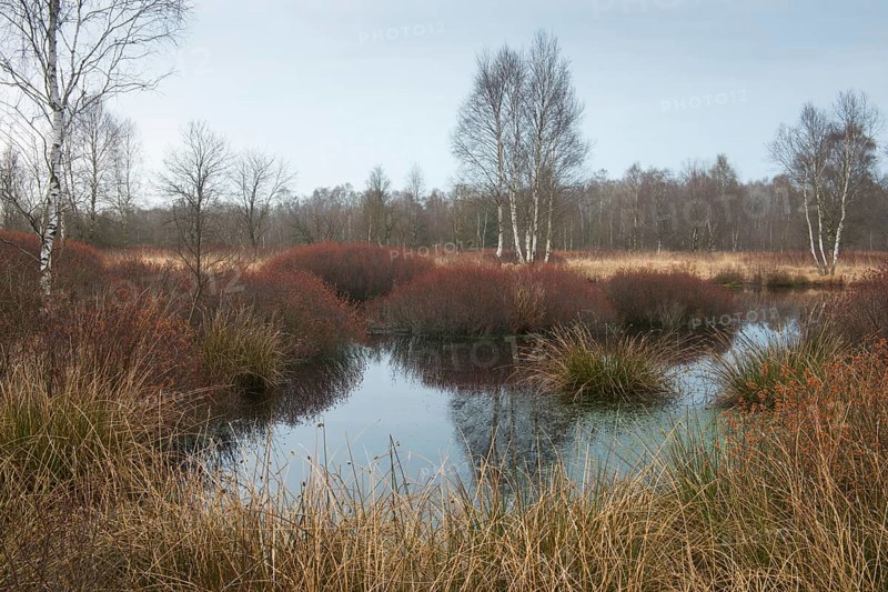 Bog myrtle