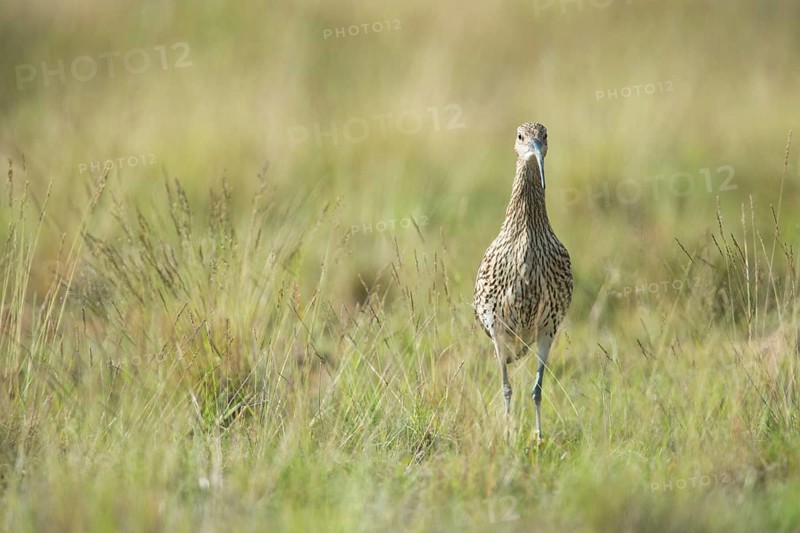 Curlew