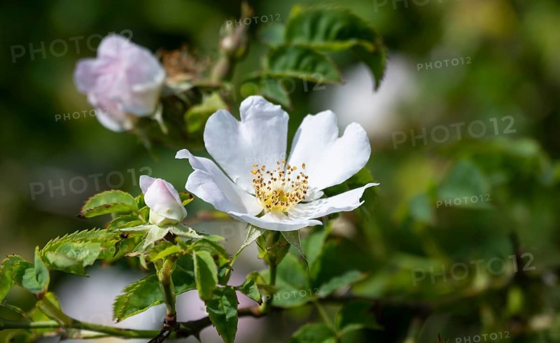 White flower