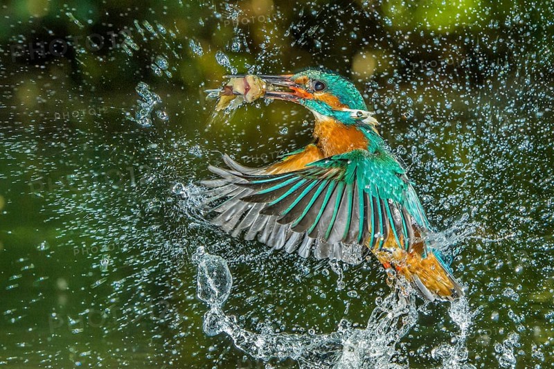 Common kingfisher