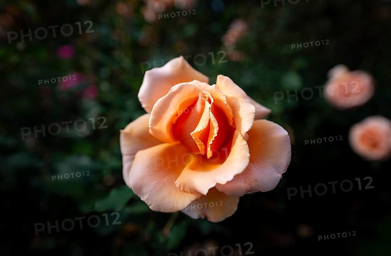 Shrub rose
