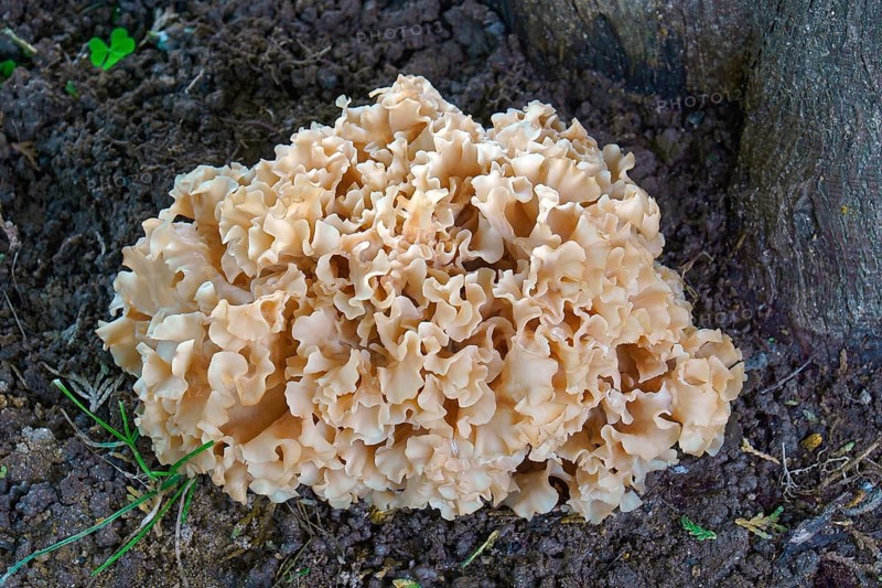 Cauliflower fungus