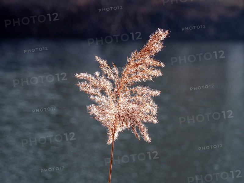 Common reed