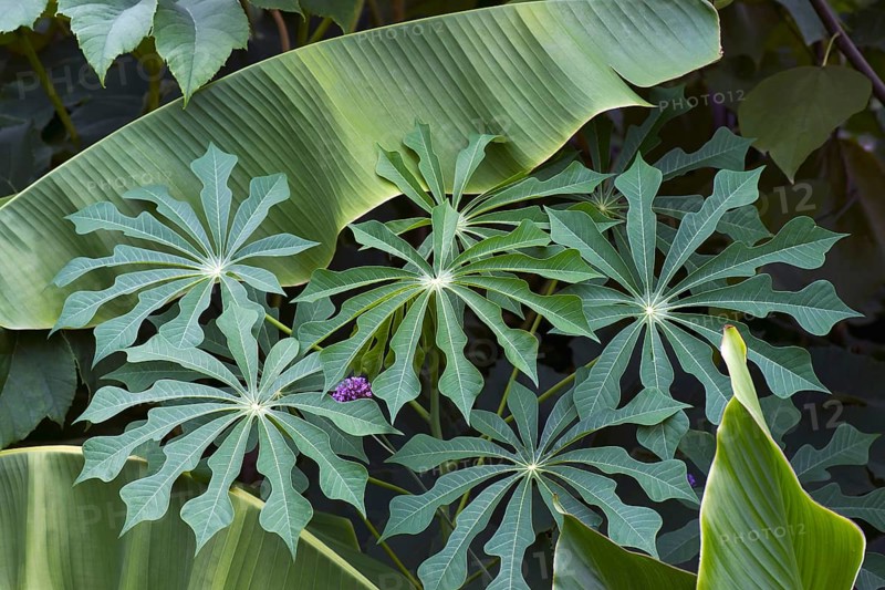 Hardy Tapioca plants