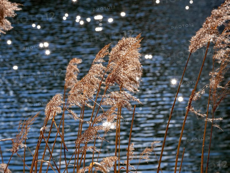 Common reed