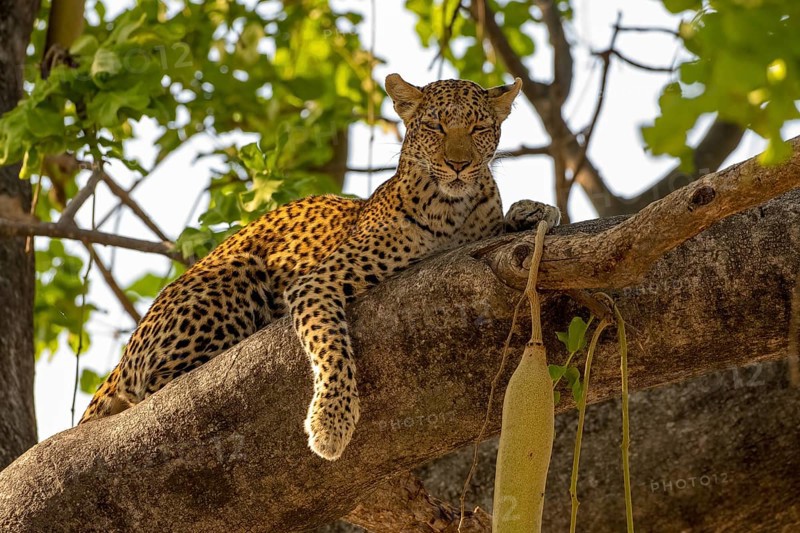 African leopard