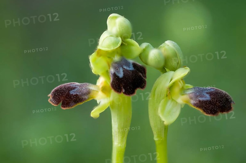 Sombre bee-orchid