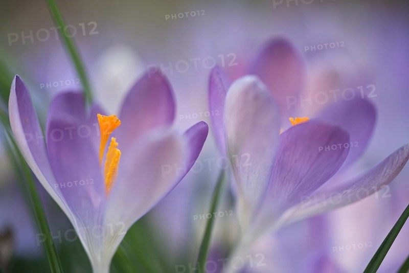 Early Crocus