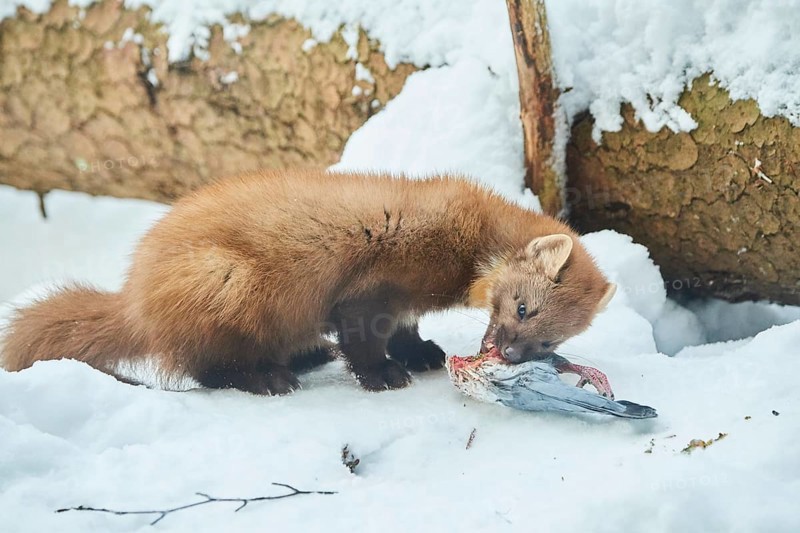 European pine marten