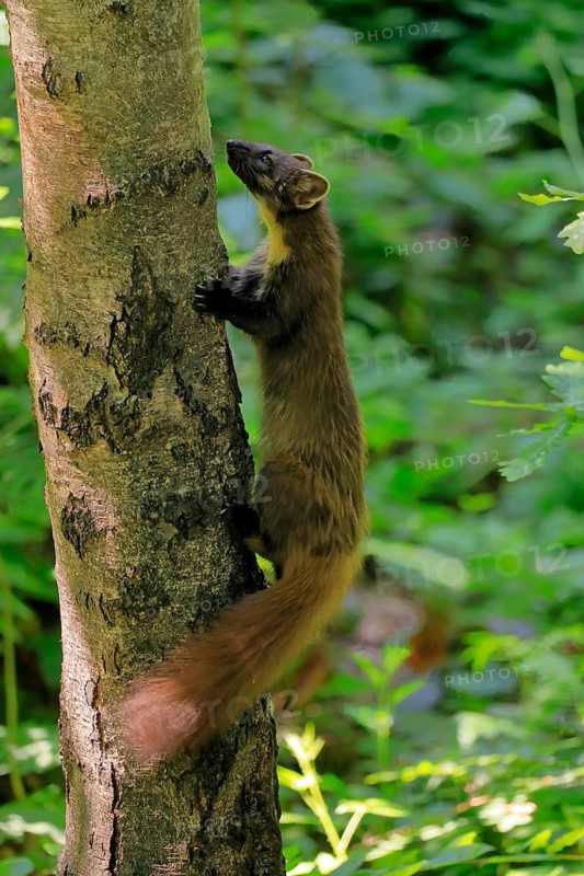 European pine marten
