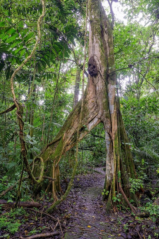 Hiking trail leads through tree with V-shaped opening
