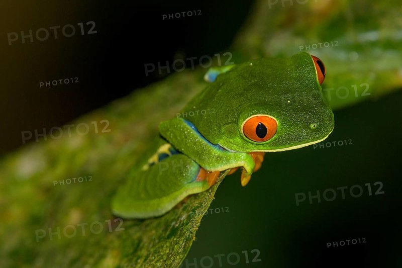 Red-eyed tree frog