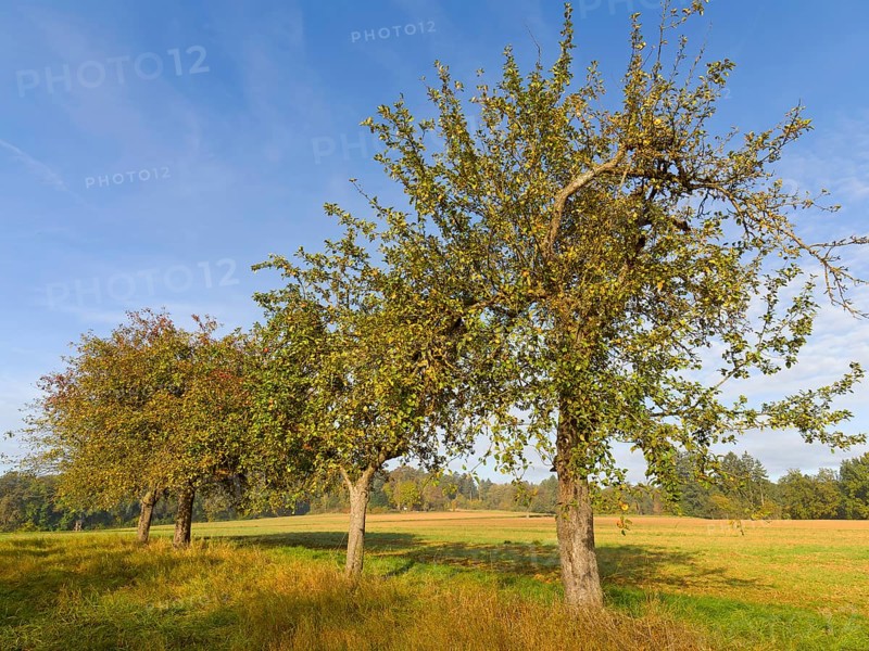 Apple trees in a row