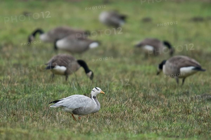 Bar-headed goose